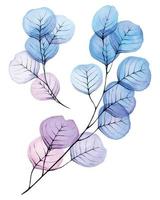 dessin à l'aquarelle, ensemble de feuilles transparentes et branches d'eucalyptus. clipart avec feuilles abstraites de couleur bleue et rose, fleurs transparentes, rayons x. éléments de conception pour la décoration de mariage vecteur