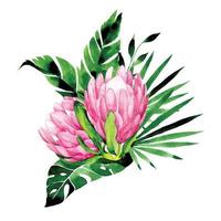 aquarelle dessin bouquet de fleurs et de feuilles tropicales. composition de fleurs de protea et de feuilles de palmier et de monstera. clipart isolé sur fond blanc vecteur