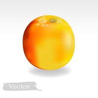 illustration vectorielle orange dans un style réaliste vecteur