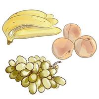 jeu de fruits vectoriels. banane, pêche, raisin blanc vecteur
