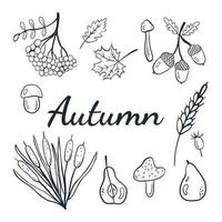 joli ensemble d'automne de gribouillis d'automne confortable avec rowan, champignons, feuilles, poire, blé, glands, roseaux. vecteur