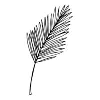 illustration simple de feuilles tropicales. clipart vectoriel dessiné à la main. griffonnage botanique