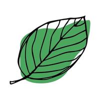 clipart de feuilles de citron de vecteur. illustration de plante dessinée à la main. pour l'impression, le web, le design, la décoration, le logo. vecteur