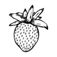 vecteur clipart fraise. icône de baies dessinées à la main. illustration de fruits. pour l'impression, le web, le design, la décoration