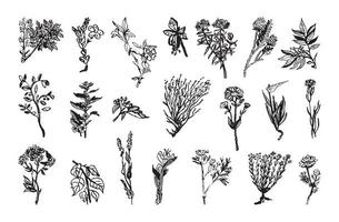 illustrations de plantes médicinales à l'encre d'art vecteur