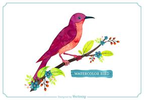 Bird Aquarelle Vector Gratuit