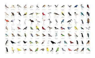 collection d'oiseaux sauvages et domestiques vecteur