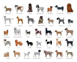 collection de races de chiens vecteur