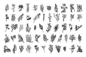 illustrations de plantes médicinales à l'encre d'art vecteur