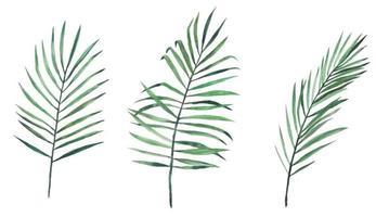 illustration de stock. ensemble de dessins à l'aquarelle de trois feuilles de palmier. isolé sur clipart fond blanc. feuilles d'une plante tropicale, jungle vecteur