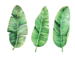 aquarelle dessin feuilles de bananier. ensemble de feuilles tropicales sur fond blanc isolé. stock illustration dessiné à la main aquarelle tropique feuilles clipart vecteur