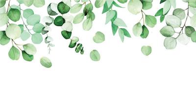 bordure transparente de feuilles et de branches d'eucalyptus peintes à l'aquarelle. feuilles d'eucalyptus vert, plante tropicale isolée sur fond blanc. bannière web, cadre, bordure. décoration pour cartes postales