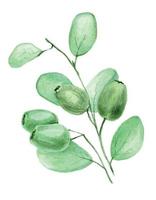 stock illustration aquarelle dessin branche d'eucalyptus avec des fruits. dessin à la main de couleur feuilles et branche d'arbre d'eucalyptus isolé sur fond blanc vecteur