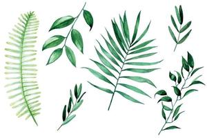 ensemble de feuilles tropicales, dessin aquarelle isolé sur fond blanc. feuilles exotiques vertes, branches de palmier, fougère. clipart aquarelle vecteur
