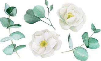aquarelle dessin fleur d'églantier. ensemble de feuilles d'eucalyptus et de fleurs de pivoine blanche. dessin doux d'eucalyptus et de fleurs isolés sur fond blanc. pour décorer les mariages, les invitations vecteur