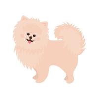 chien spitz moelleux. personnage de dessin animé mignon. vecteur