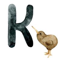 dessin à l'aquarelle. carte pédagogique avec lettre k, alphabet anglais. lettre k et dessin d'oiseau kiwi, mignons animaux de la forêt