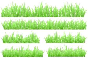 l'herbe verte. pâturin. vecteur d'herbe réaliste
