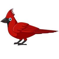 dessin animé mignon oiseau cardinal sur fond blanc vecteur