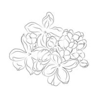 un dessin au trait. fleur d'art en ligne. ligne continue d'illustration de fleur simple. conception botanique pour le web, le tissu, les cartes postales, etc. vecteur