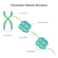 structure des histones de la chromatine vecteur