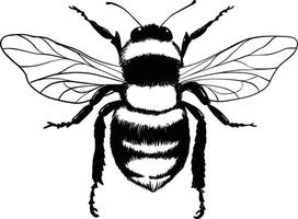 ensemble de bourdons. illustration vectorielle dessinés à la main. dessin vectoriel d'abeille d'arbre. croquis d'insectes dessinés à la main isolé sur blanc. illustrations de bourdons de style gravure.