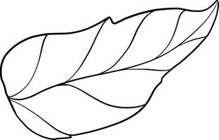 feuilles dessin au trait illustration botanique dessin au trait feuille branche floral vecteur