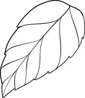 feuilles dessin au trait illustration botanique dessin au trait feuille branche floral vecteur