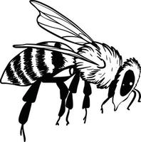 ensemble de bourdons. illustration vectorielle dessinés à la main. dessin vectoriel d'abeille d'arbre. croquis d'insectes dessinés à la main isolé sur blanc. illustrations de bourdons de style gravure.