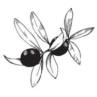 illustration de stock. isolé sur fond blanc dessinant des fruits et des feuilles d'olives. dessin à la main à l'encre noire. olives noires vecteur