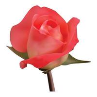 superbe conception de vecteur de fleur rose rouge réaliste magnifique