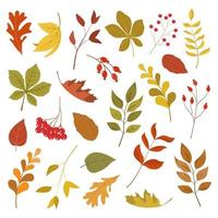 collection colorée de feuilles et de baies d'automne. isolé sur fond blanc. illustration vectorielle de style plat de dessin animé. vecteur