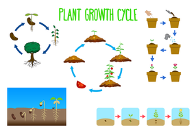 Vecteur libre du cycle de croissance des plantes