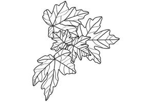 La feuille d'érable d'automne est conçue pour les cartes, la coloration, le tatouage, l'impression de vêtements et de tissus et vous pouvez l'utiliser à diverses occasions. vecteur