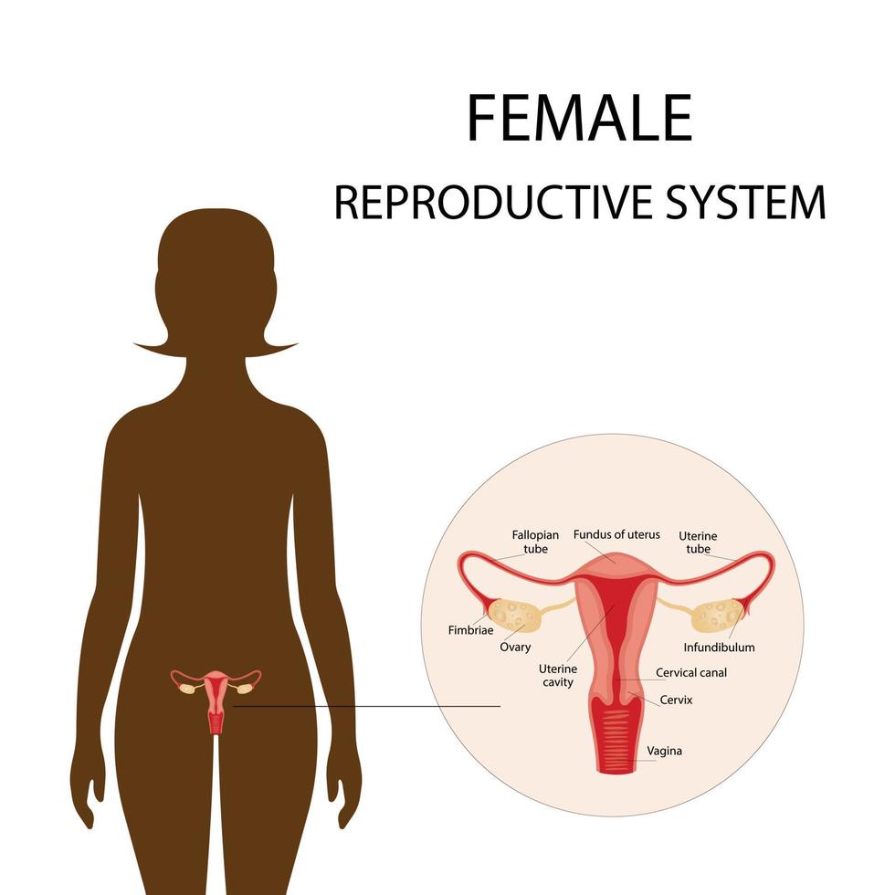 ilustração do sistema reprodutor feminino. anatomia humana vetor