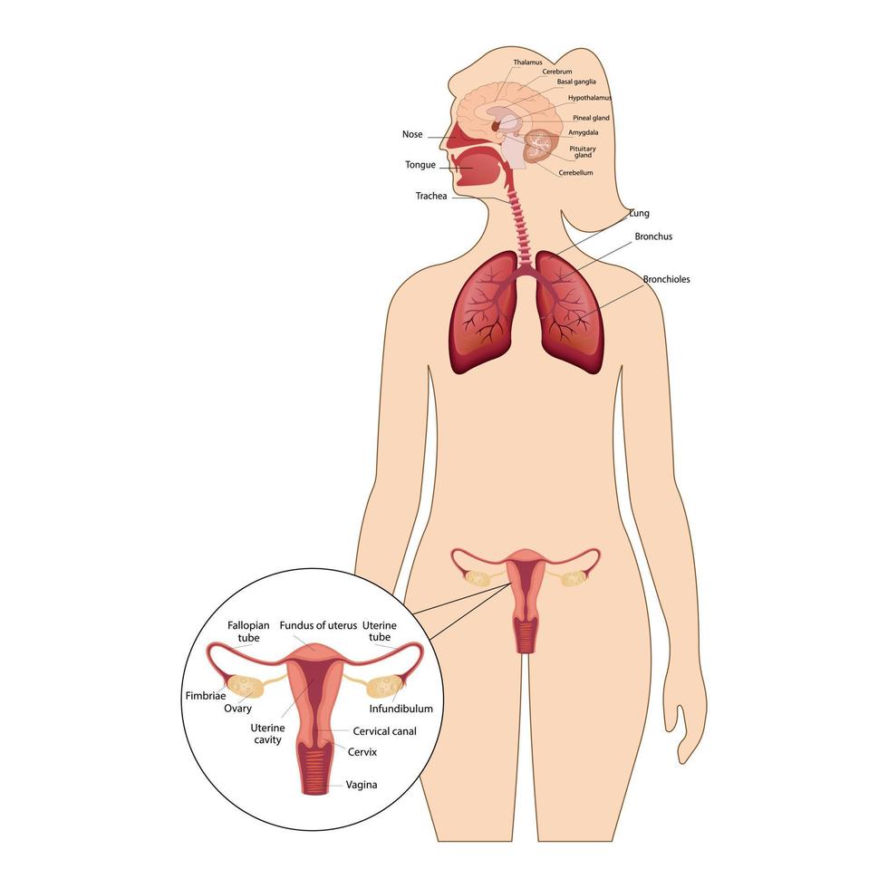 um sistema reprodutor feminino com a designação das partes principais. sistema respiratório humano, pulmões, alvéolos. anatomia do acelerador nasal da laringe. vetor