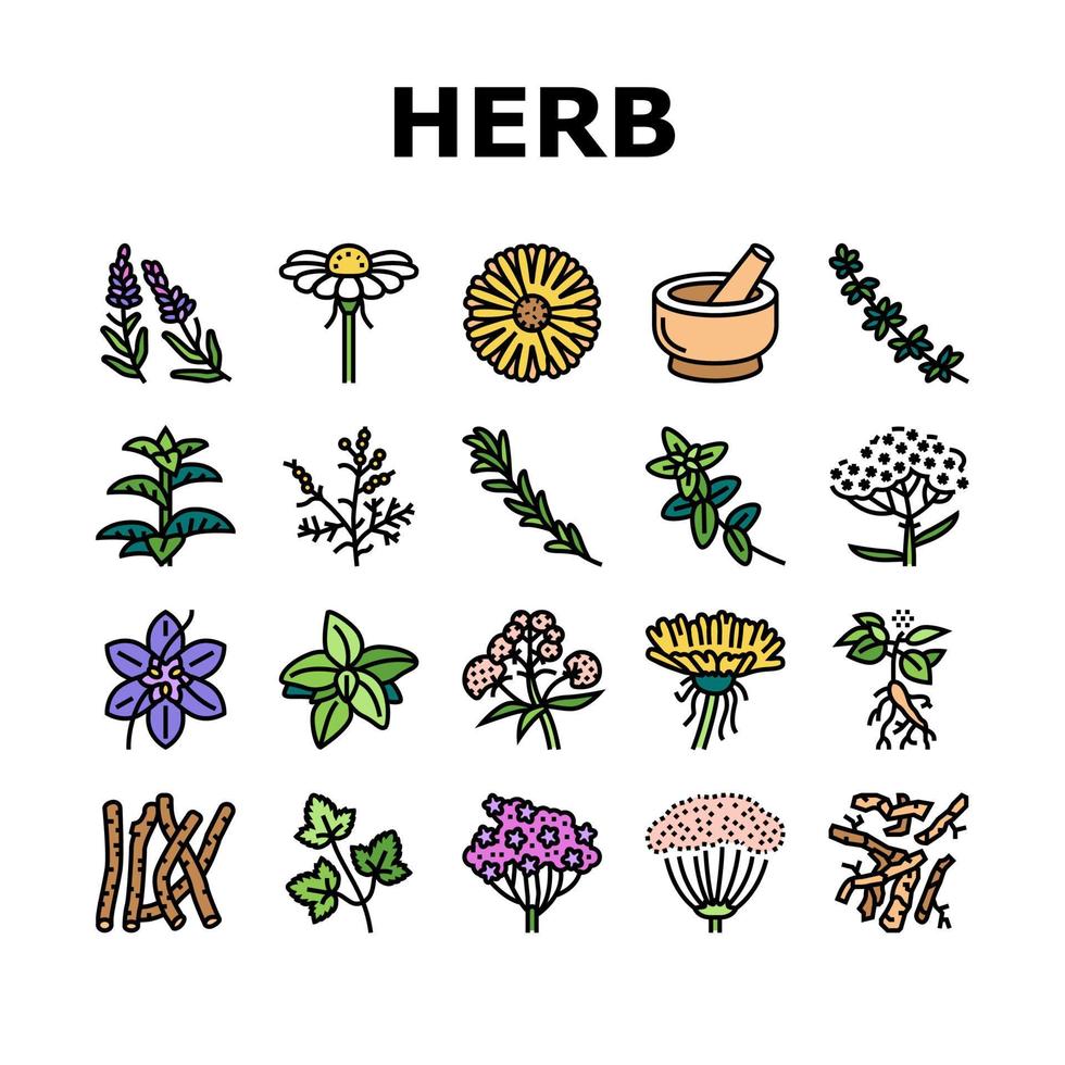 vetor de conjunto de ícones de ingredientes naturais de ervas médicas