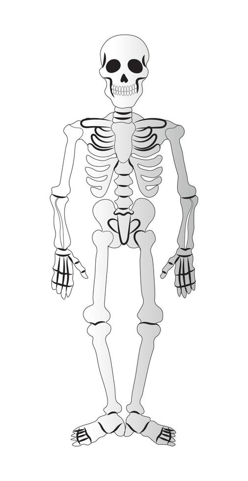 esqueleto em um fundo branco, elemento do feriado de halloween - vetor
