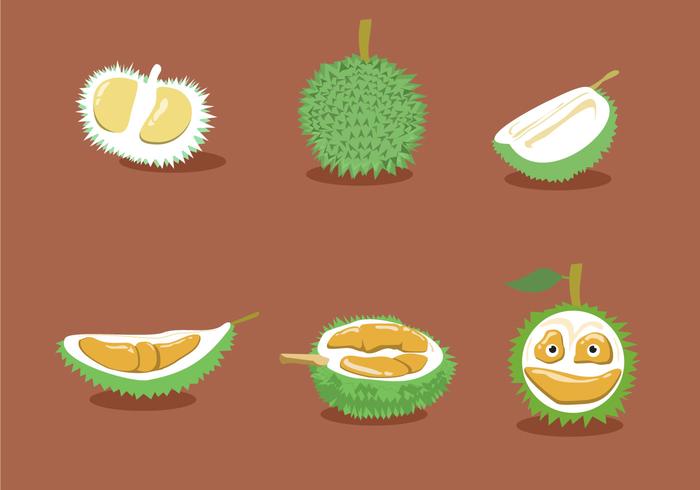 Vetores do Durian