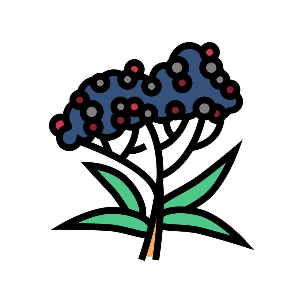 ilustração vetorial de ícone de cor de galho de árvore de sabugueiro vetor