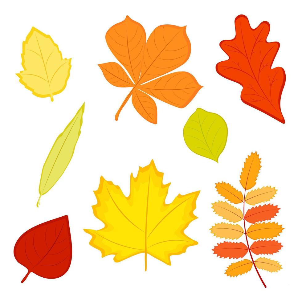 conjunto de folhas de outono coloridas. ilustração vetorial. vetor