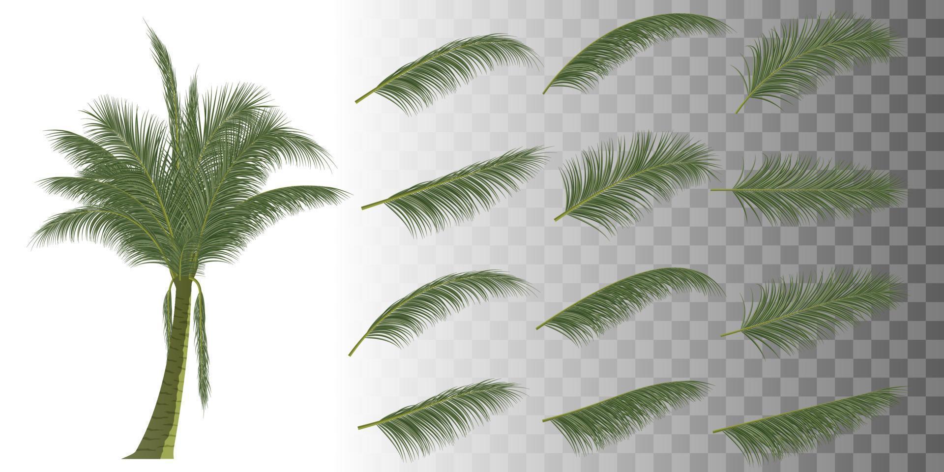 ramo de palmeira, folha de coco vetor