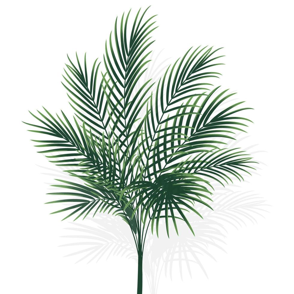 palmeira isolada em branco vetor