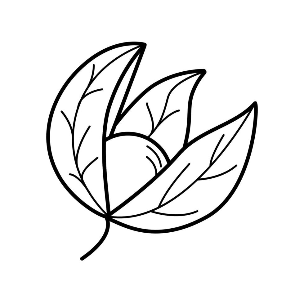 physalis flores, bagas e folhas de uma planta de outono. ilustração vetorial de contorno em um fundo branco vetor