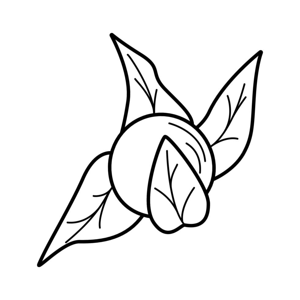 physalis flores, bagas e folhas de uma planta de outono. ilustração vetorial de contorno em um fundo branco vetor