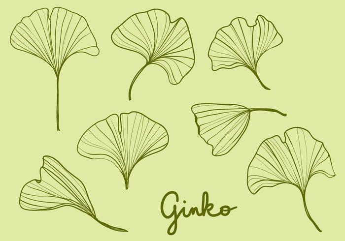 Folhas de Ginko desenhadas à mão vetor