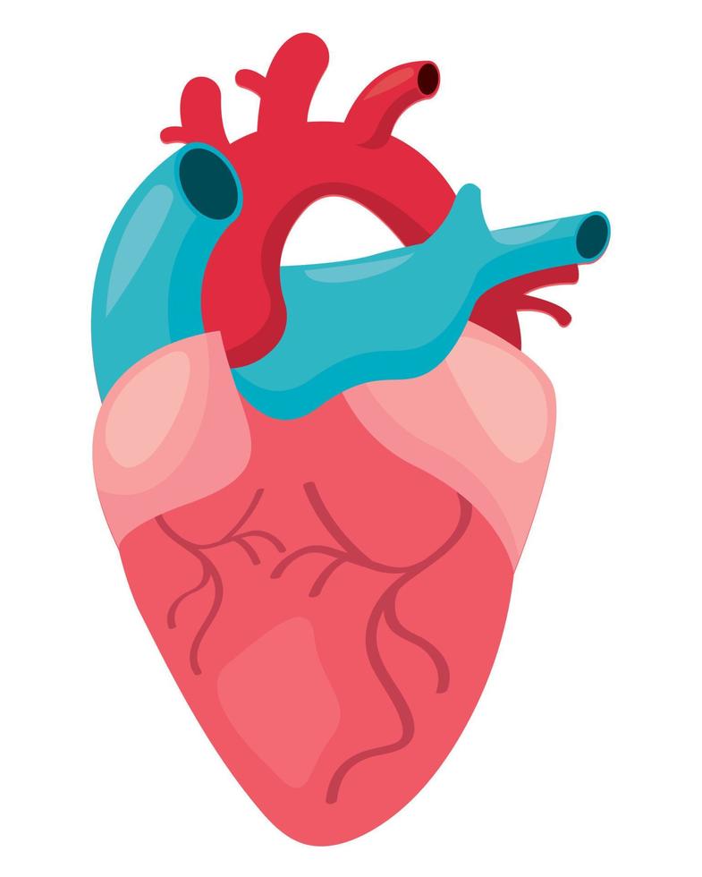 desenho de coração humano vetor
