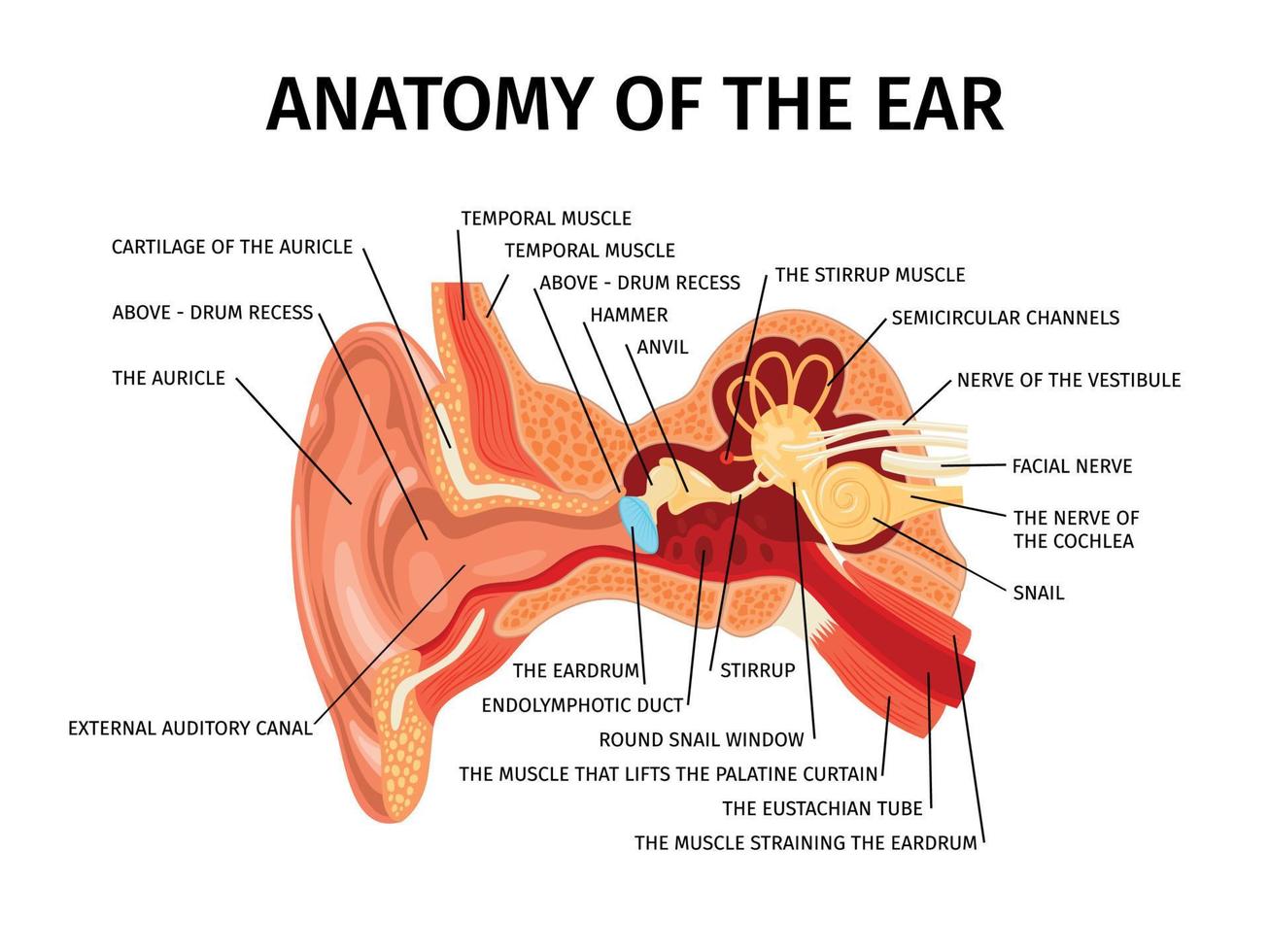 anatomia da composição da orelha vetor