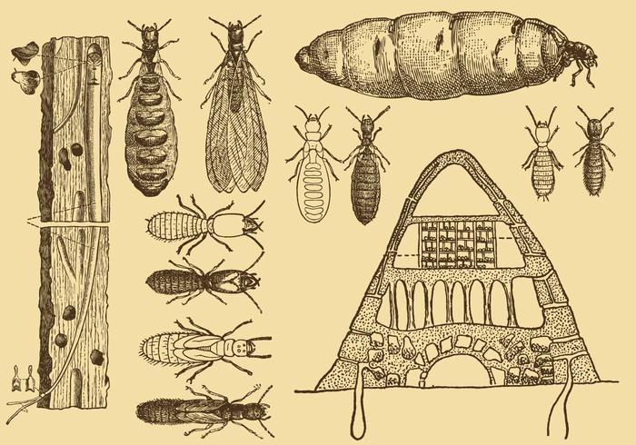 Vetores de Termite de Desenho de Estilo Antigo