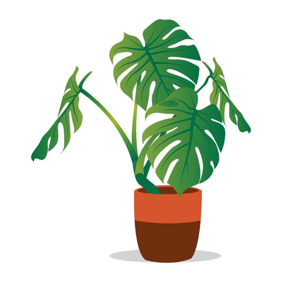 planta de interior de plantas de ilustrações de monstera isoladas no fundo branco vetor